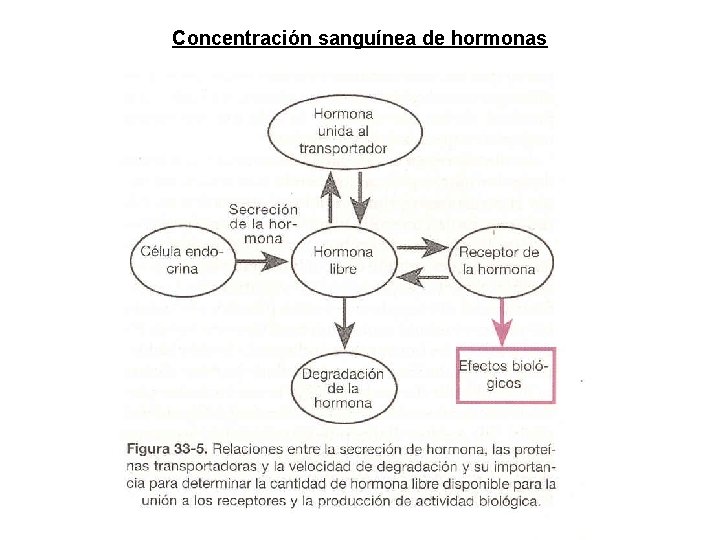 Concentración sanguínea de hormonas Concentración sanguínea de hormonas