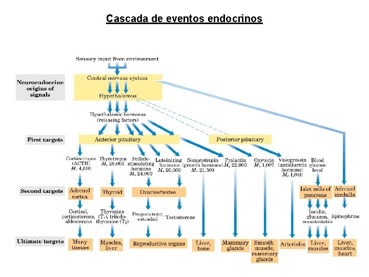 Cascada de eventos endocrinos Cascada de eventos endocrinos