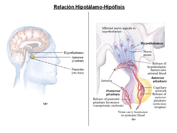 Relación Hipotálamo-Hipófisis Relación Hipotálamo-Hipófisis