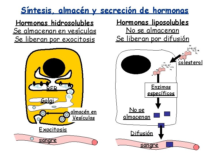 Síntesis, almacén y secreción de hormonas Hormonas hidrosolubles Se almacenan en vesículas Se liberan Síntesis, almacén y secreción de hormonas Hormonas hidrosolubles Se almacenan en vesículas Se liberan