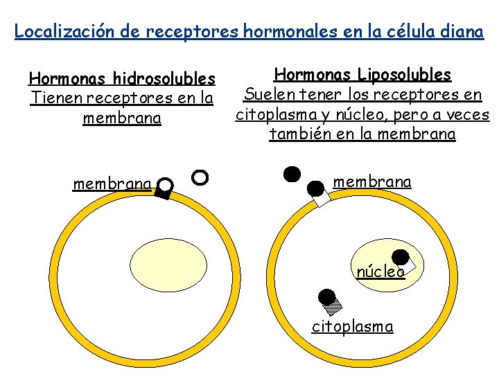 Localización de receptores hormonales en la célula diana Hormonas hidrosolubles Tienen receptores en la Localización de receptores hormonales en la célula diana Hormonas hidrosolubles Tienen receptores en la