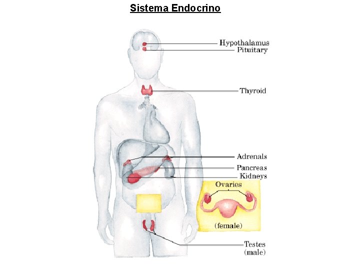 Sistema Endocrino Sistema Endocrino