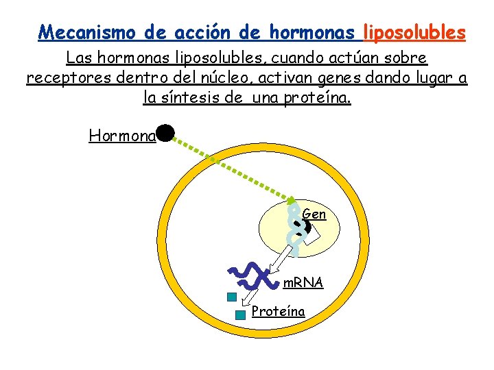 Mecanismo de acción de hormonas liposolubles Las hormonas liposolubles, cuando actúan sobre receptores dentro Mecanismo de acción de hormonas liposolubles Las hormonas liposolubles, cuando actúan sobre receptores dentro