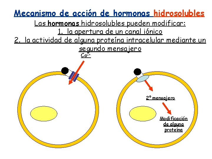 Mecanismo de acción de hormonas hidrosolubles Las hormonas hidrosolubles pueden modificar: 1. la apertura Mecanismo de acción de hormonas hidrosolubles Las hormonas hidrosolubles pueden modificar: 1. la apertura
