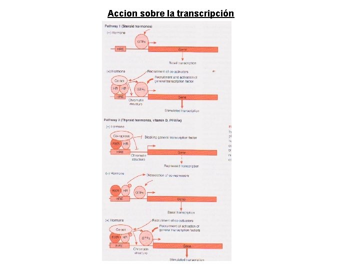 Accion sobre la transcripción Accion sobre la transcripción