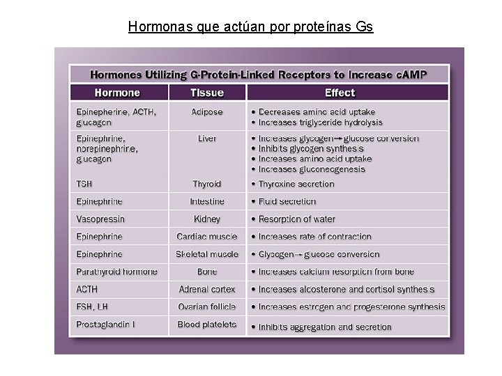 Hormonas que actúan por proteínas Gs Hormonas que actúan por proteínas Gs