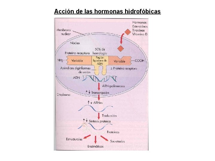 Acción de las hormonas hidrofóbicas Acción de las hormonas hidrofóbicas