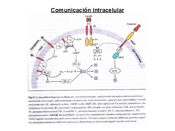 Comunicación intracelular Comunicación intracelular