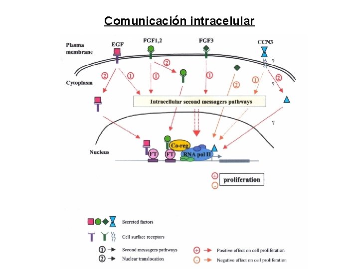 Comunicación intracelular Comunicación intracelular