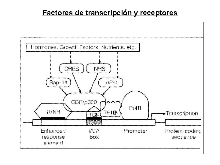 Factores de transcripción y receptores Factores de transcripción y receptores