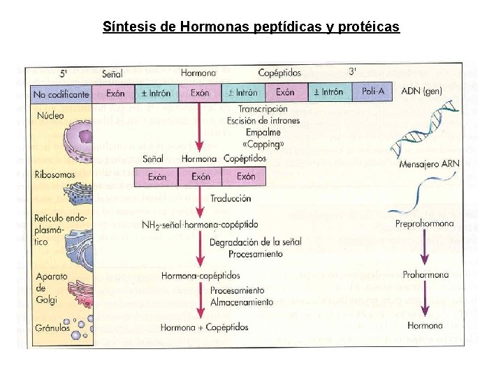 Síntesis de Hormonas peptídicas y protéicas Síntesis de Hormonas peptídicas y protéicas