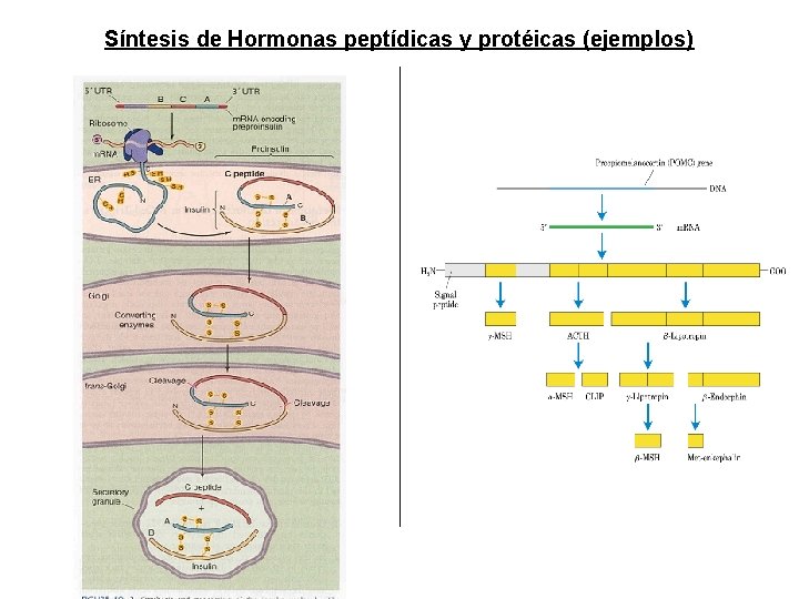 Síntesis de Hormonas peptídicas y protéicas (ejemplos) Síntesis de Hormonas peptídicas y protéicas (ejemplos)