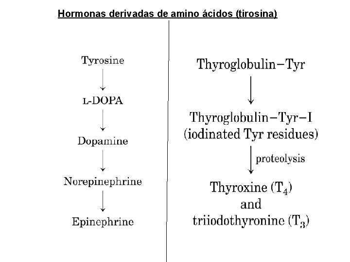 Hormonas derivadas de amino ácidos (tirosina) Hormonas derivadas de amino ácidos (tirosina)