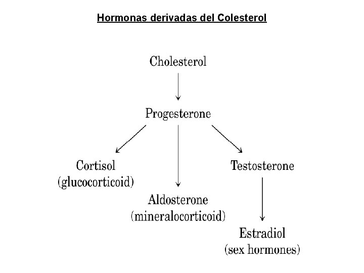Hormonas derivadas del Colesterol Hormonas derivadas del Colesterol