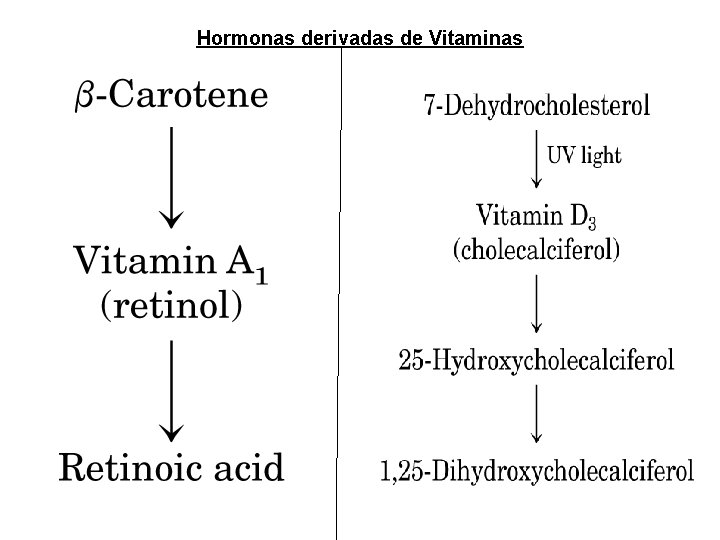 Hormonas derivadas de Vitaminas Hormonas derivadas de Vitaminas