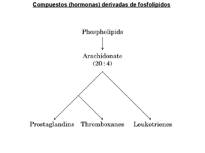 Compuestos (hormonas) derivadas de fosfolípidos Compuestos (hormonas) derivadas de fosfolípidos