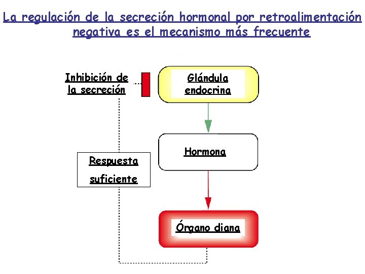 La regulación de la secreción hormonal por retroalimentación negativa es el mecanismo más frecuente La regulación de la secreción hormonal por retroalimentación negativa es el mecanismo más frecuente