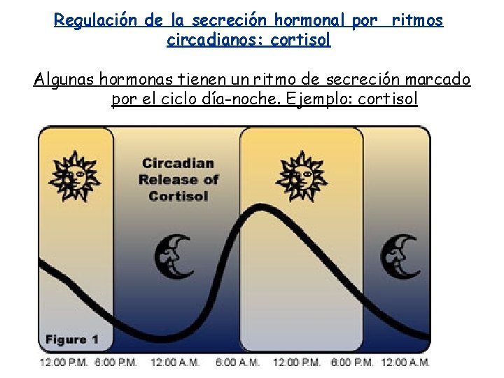 Regulación de la secreción hormonal por ritmos circadianos: cortisol Algunas hormonas tienen un ritmo Regulación de la secreción hormonal por ritmos circadianos: cortisol Algunas hormonas tienen un ritmo