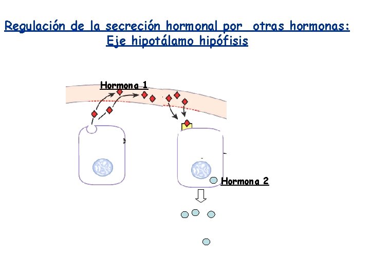 Regulación de la secreción hormonal por otras hormonas: Eje hipotálamo hipófisis Hormona 1 Hormona Regulación de la secreción hormonal por otras hormonas: Eje hipotálamo hipófisis Hormona 1 Hormona
