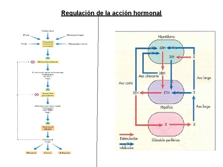 Regulación de la acción hormonal Regulación de la acción hormonal