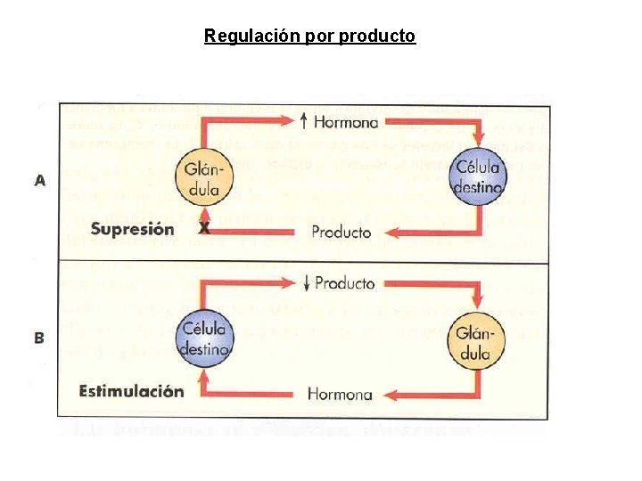 Regulación por producto Regulación por producto