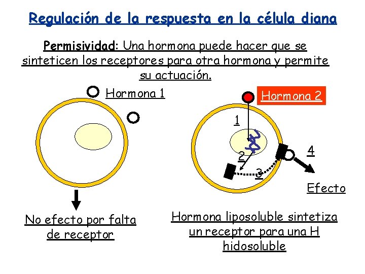 Regulación de la respuesta en la célula diana Permisividad: Una hormona puede hacer que Regulación de la respuesta en la célula diana Permisividad: Una hormona puede hacer que