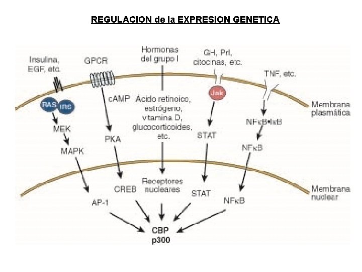 REGULACION de la EXPRESION GENETICA REGULACION de la EXPRESION GENETICA