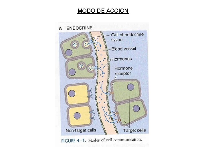 MODO DE ACCION MODO DE ACCION