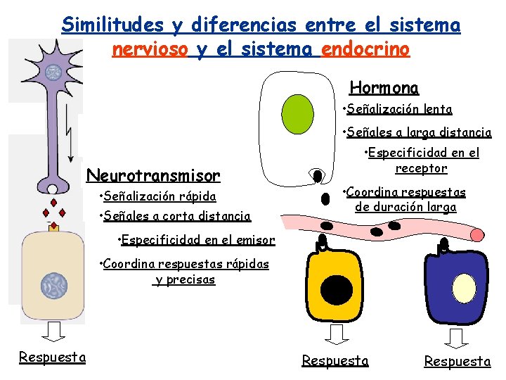 Similitudes y diferencias entre el sistema nervioso y el sistema endocrino Hormona • Señalización Similitudes y diferencias entre el sistema nervioso y el sistema endocrino Hormona • Señalización