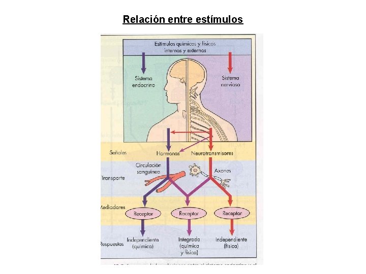 Relación entre estímulos Relación entre estímulos