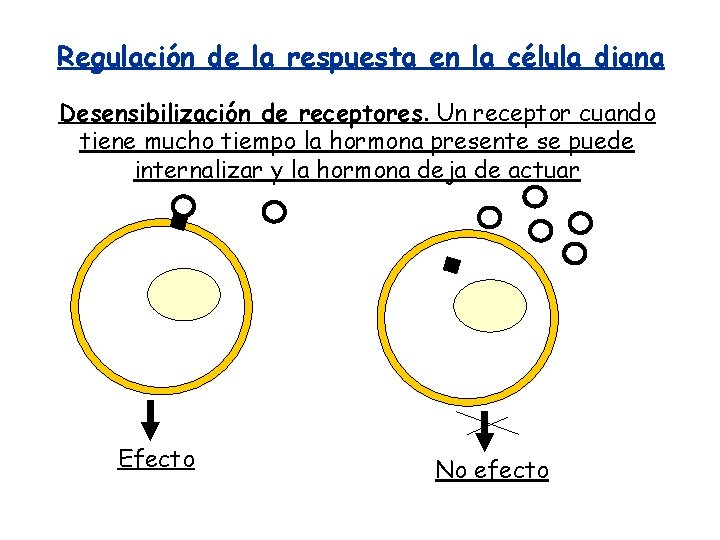 Regulación de la respuesta en la célula diana Desensibilización de receptores. Un receptor cuando Regulación de la respuesta en la célula diana Desensibilización de receptores. Un receptor cuando