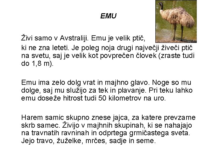 EMU Živi samo v Avstraliji. Emu je velik ptič, ki ne zna leteti. Je