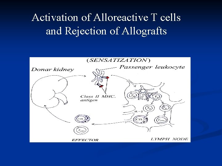 Activation of Alloreactive T cells and Rejection of Allografts 