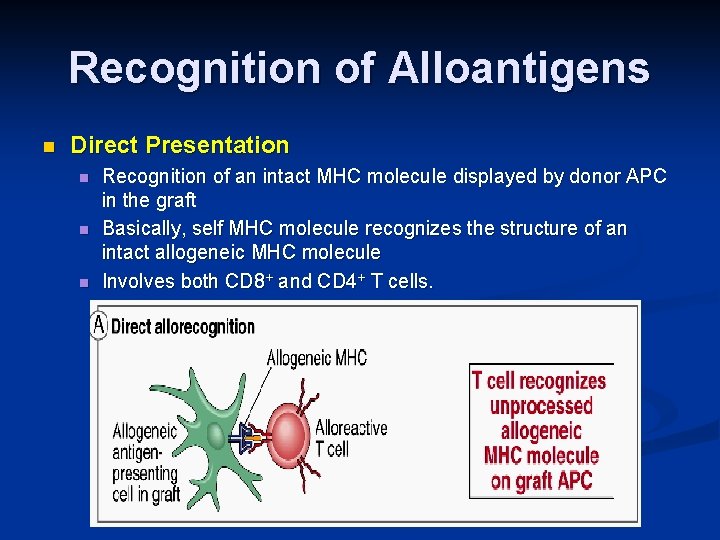 Recognition of Alloantigens n Direct Presentation n Recognition of an intact MHC molecule displayed