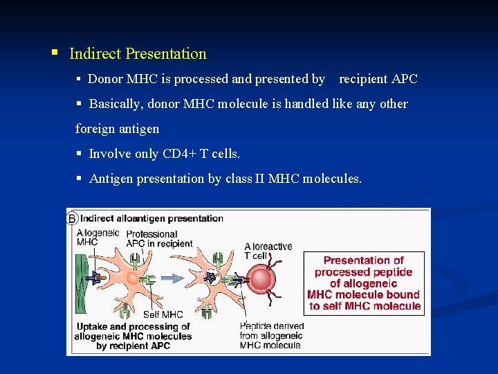 § Indirect Presentation § Donor MHC is processed and presented by recipient APC §