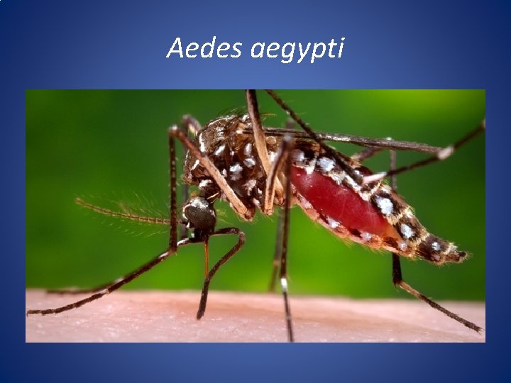 Aedes aegypti 