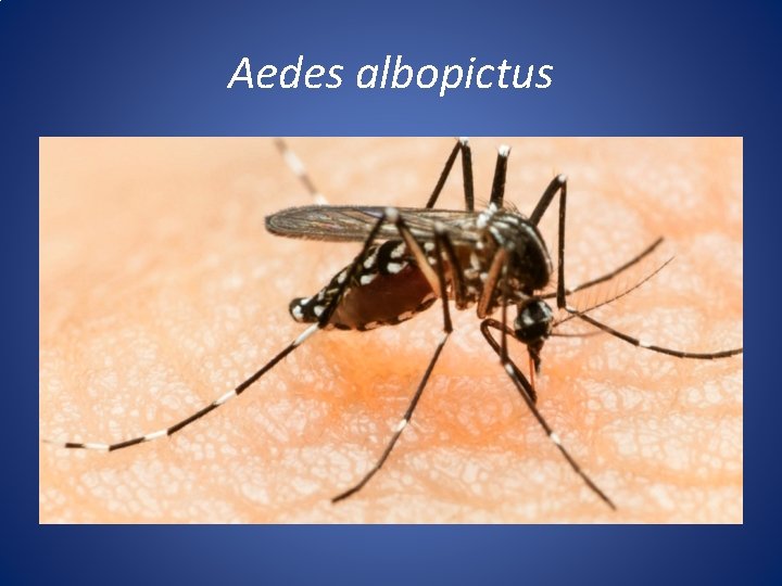 Aedes albopictus 