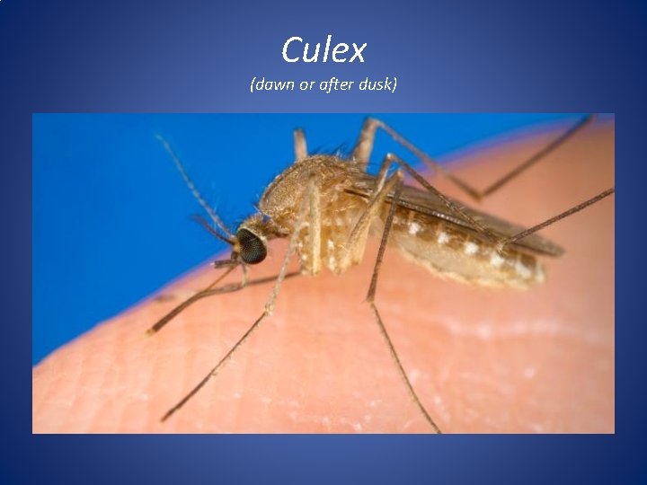 Culex (dawn or after dusk) 