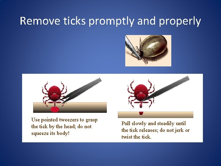 Remove ticks promptly and properly Use pointed tweezers to grasp the tick by the