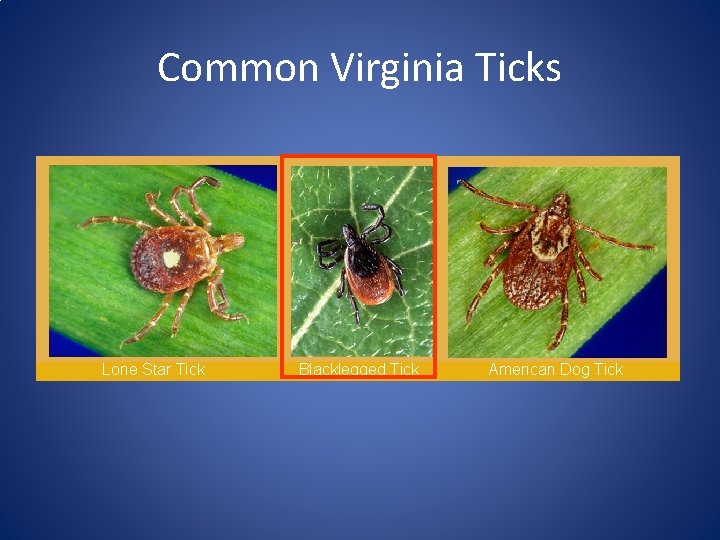 Common Virginia Ticks Lone Star Tick Blacklegged Tick American Dog Tick 