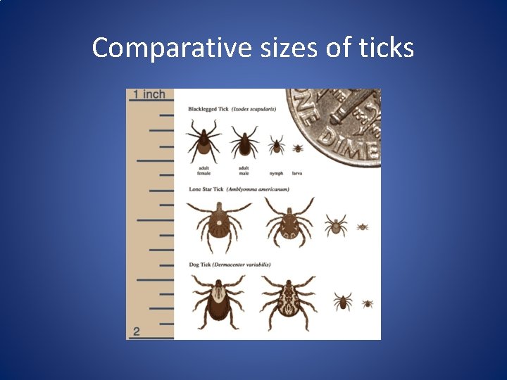 Comparative sizes of ticks 