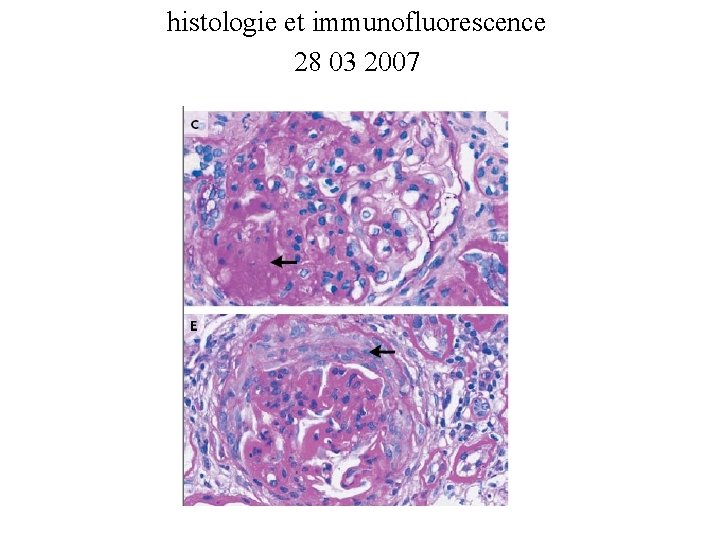 histologie et immunofluorescence 28 03 2007 histologie et immunofluorescence 28 03 2007