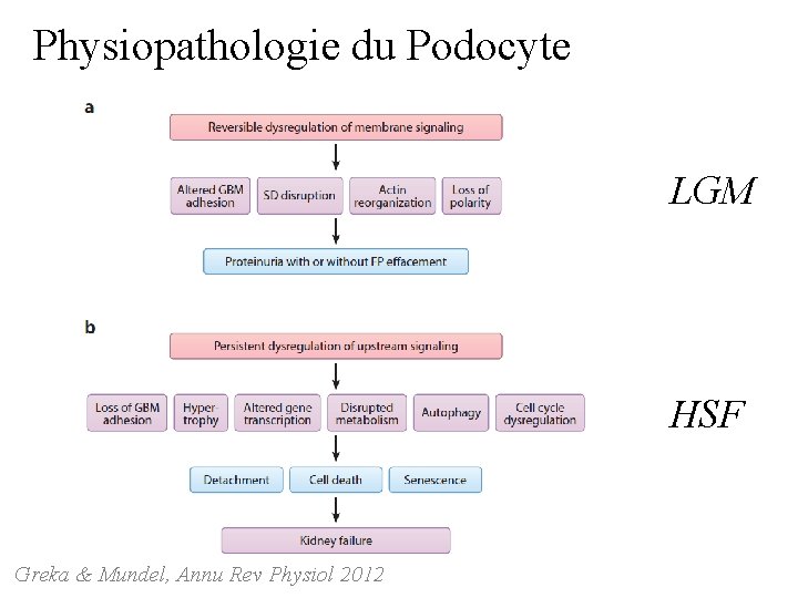 Physiopathologie du Podocyte LGM HSF Greka & Mundel, Annu Rev Physiol 2012 Physiopathologie du Podocyte LGM HSF Greka & Mundel, Annu Rev Physiol 2012