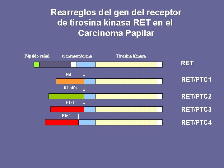 Rearreglos del gen del receptor de tirosina kinasa RET en el Carcinoma Papilar Péptido
