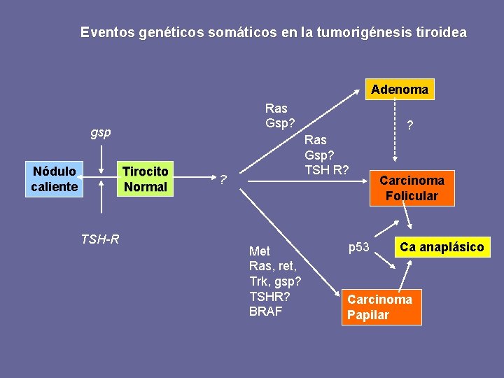 Eventos genéticos somáticos en la tumorigénesis tiroidea Adenoma Ras Gsp? gsp Nódulo caliente Tirocito