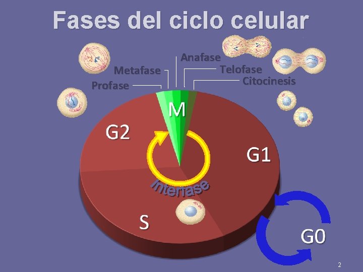 Fases del ciclo celular Metafase Profase Anafase Telofase Citocinesis 2 
