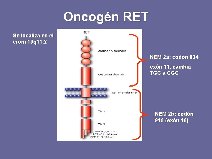 Oncogén RET Se localiza en el crom 10 q 11. 2 NEM 2 a: