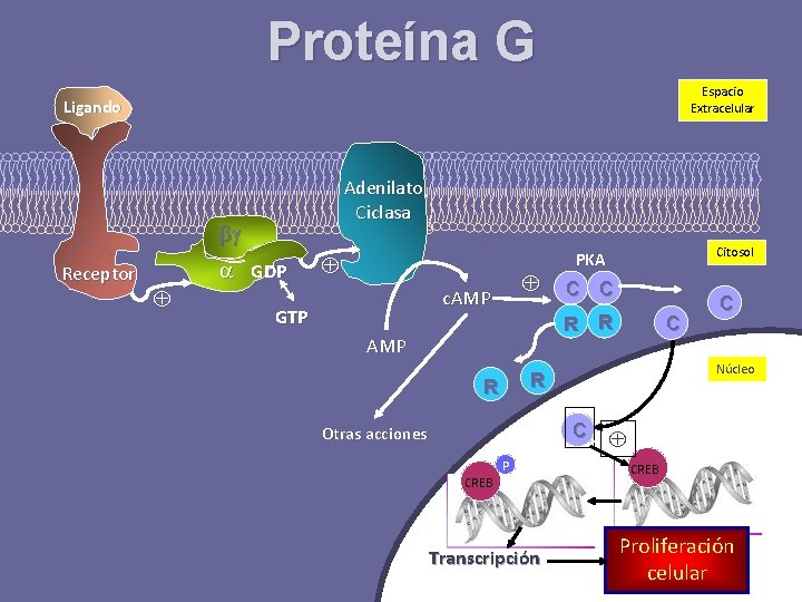 Proteína G Espacio Extracelular Ligando Adenilato Ciclasa Receptor GDP c. AMP GTP Citosol PKA