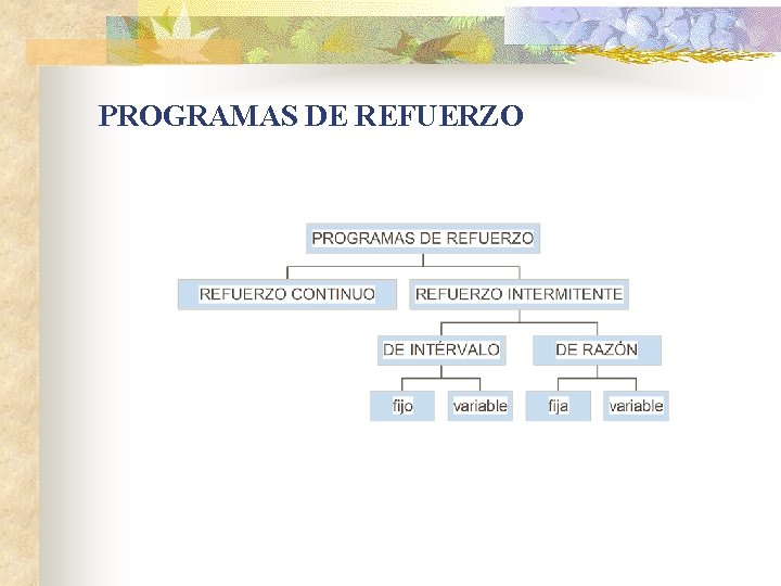 PROGRAMAS DE REFUERZO 