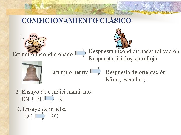 CONDICIONAMIENTO CLÁSICO 1. Estímulo incondicionado Respuesta incondicionada: salivación Respuesta fisiológica refleja Estímulo neutro 2.